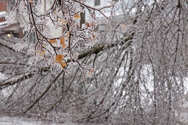 Icybranches
