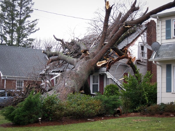 Large tree on top of house
