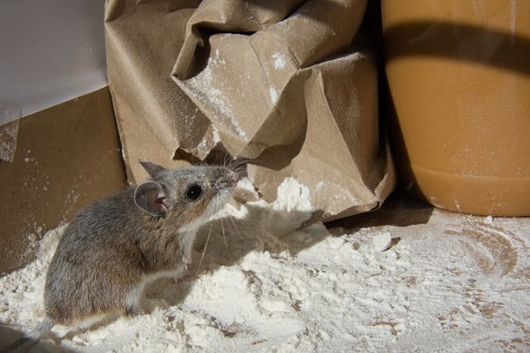 Mouse in open bag of flour