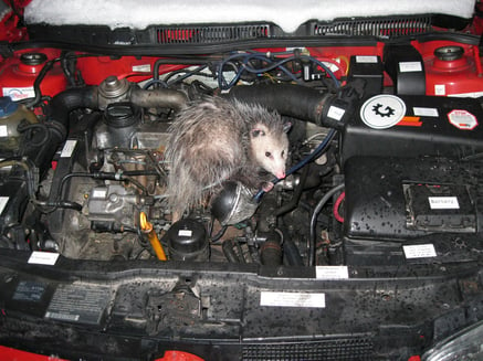 Oppossum sitting in car engine