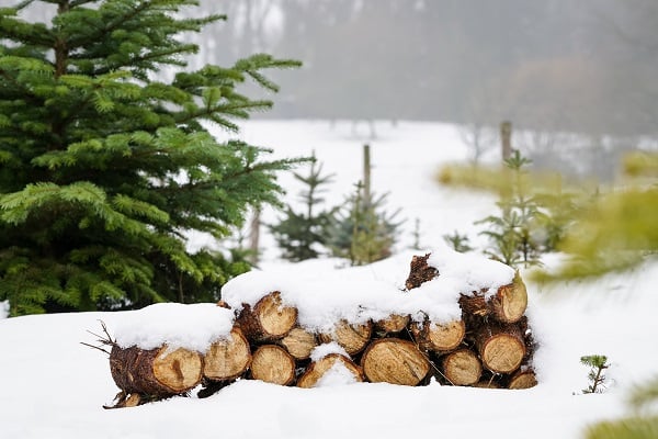 Pine tree in snow