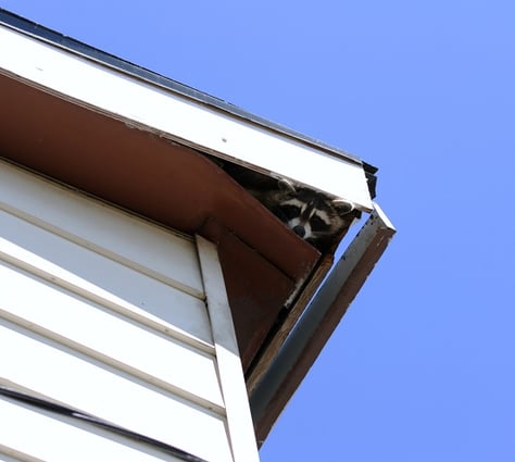 Raccoon in roof eves of house