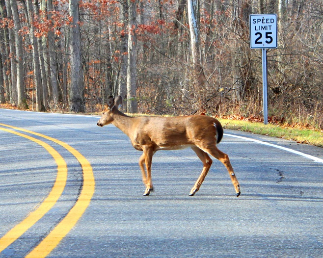 How To Avoid Hitting A Deer While Driving