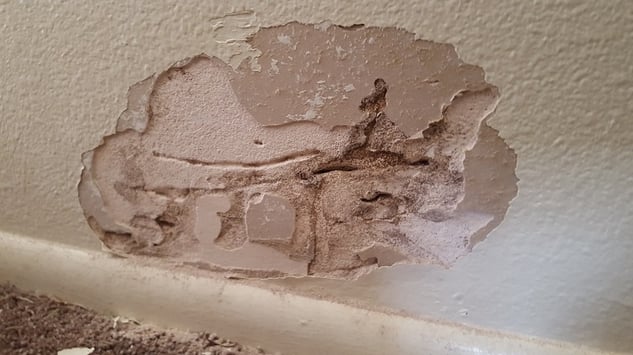 drywall damage from termites