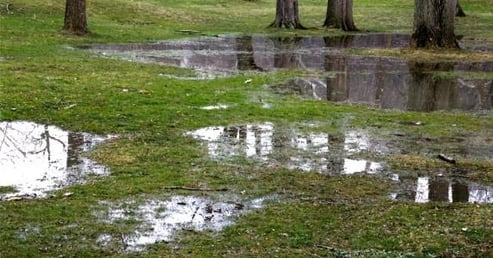 flooded-yard-grass-trees