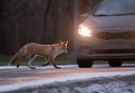 fox crossing road in front of car