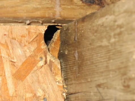 home wood damage from mice