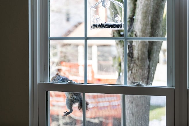 squirrel hanging on house window