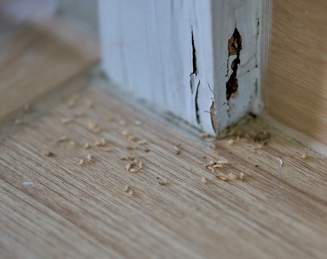 signs of termite damage in drywall