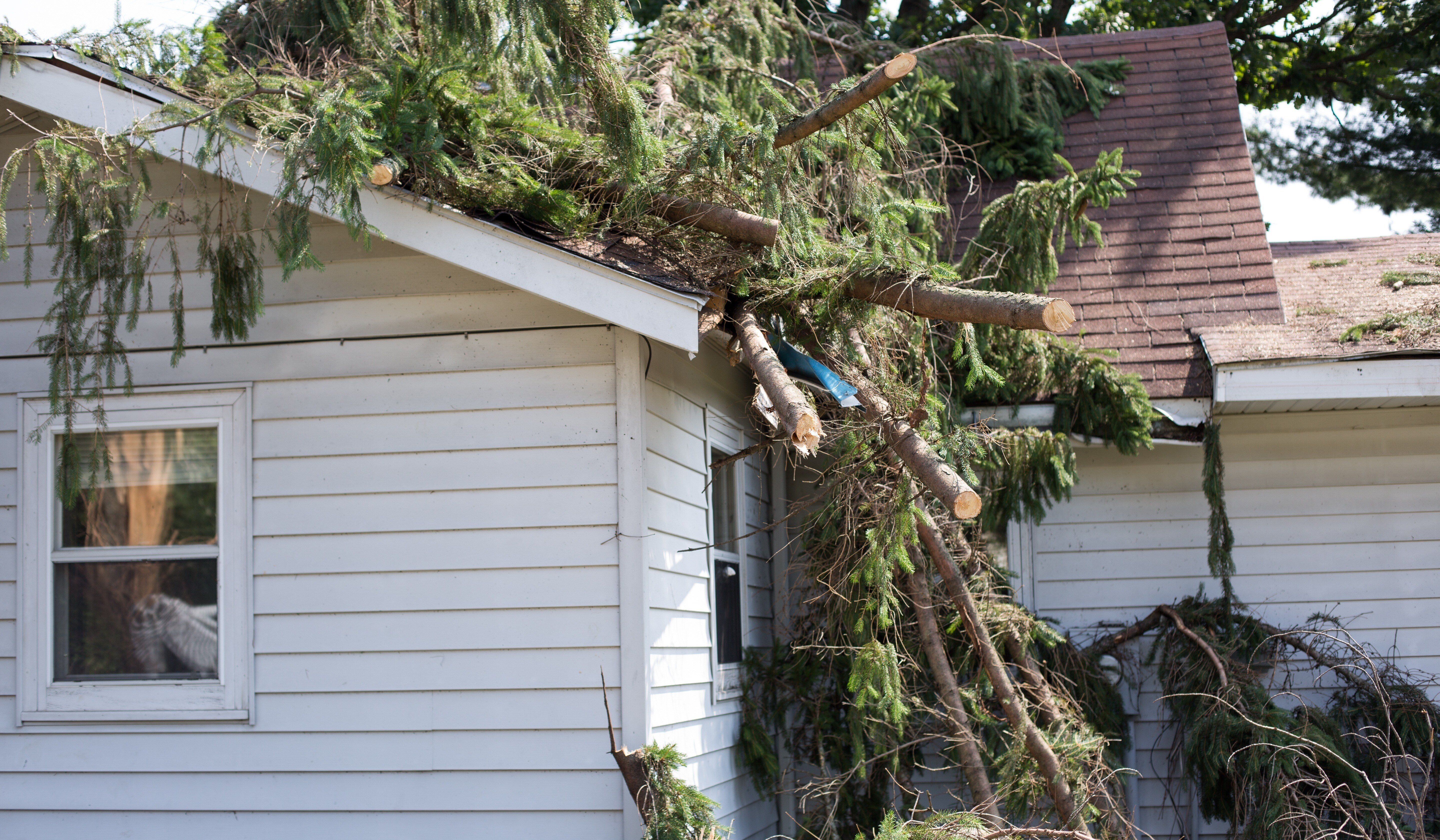 Tree damaged home